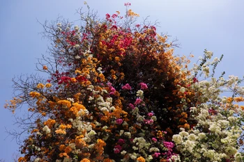 Vibrant Blooming Tree