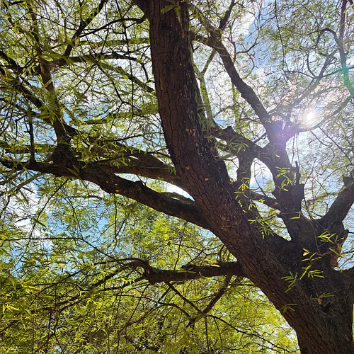 Reaching the skies