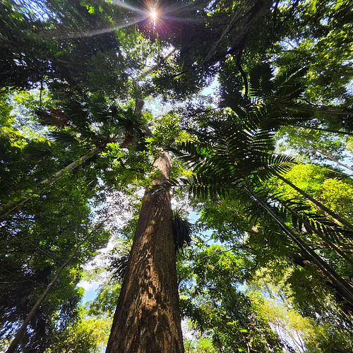 Reaching the skies