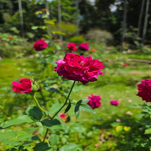 The petal whispers