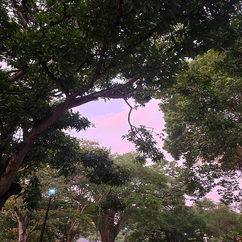 Purple night
