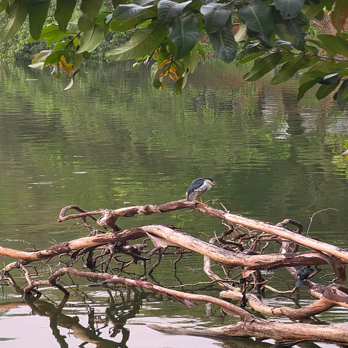 Serene Lakeside View