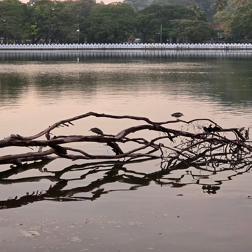 Serene Lakeside View