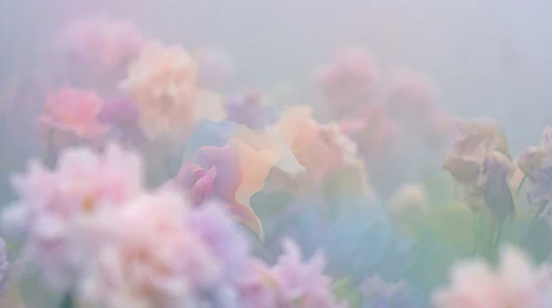 Blooming Flowers Background – Dreamy Blurry Floral Background – Soft Pastel Abstract Botanical Texture