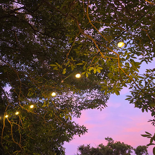 Purple night