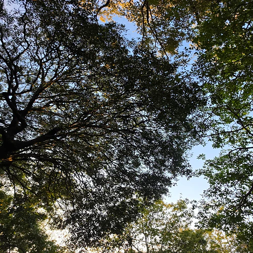 Reaching the skies