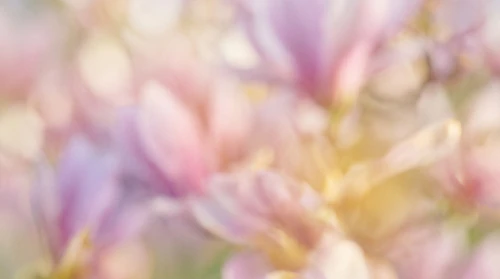 Blooming Flowers Background – Dreamy Blurry Floral Background – Soft Pastel Abstract Botanical Texture