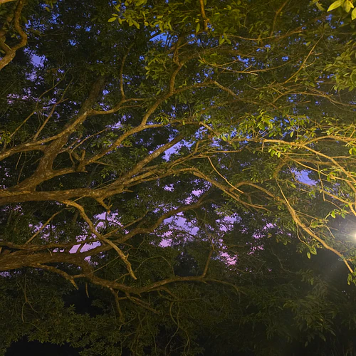 Purple night