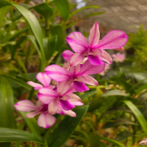 The petal whispers