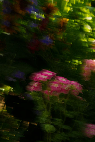 A Garden in Motion