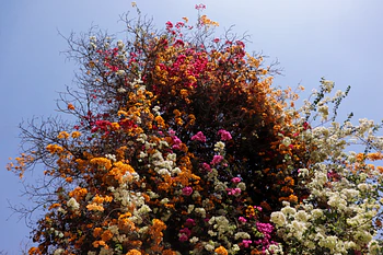 Vibrant Blooming Tree
