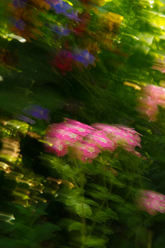 A Garden in Motion