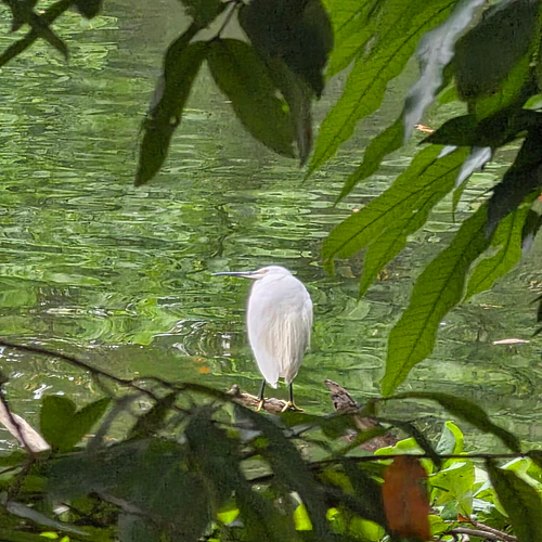 Serene Lakeside View