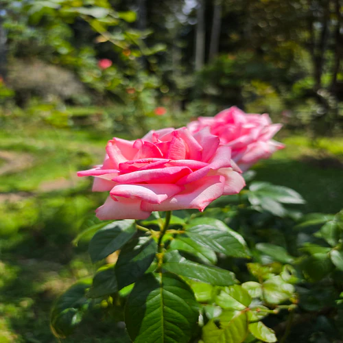 The petal whispers