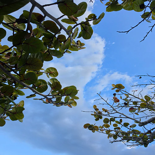 Reaching the skies