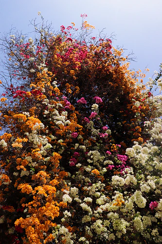 Vibrant Blooming Tree