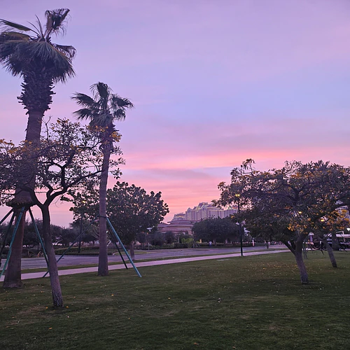 Purple night