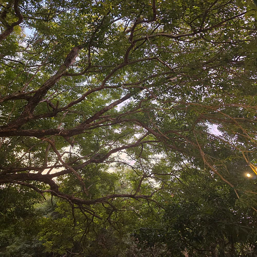 Reaching the skies