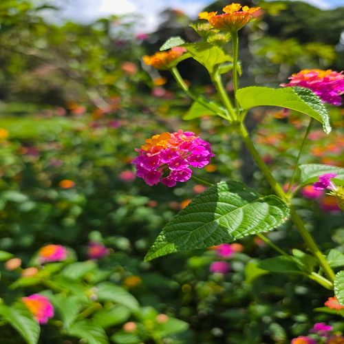 The petal whispers