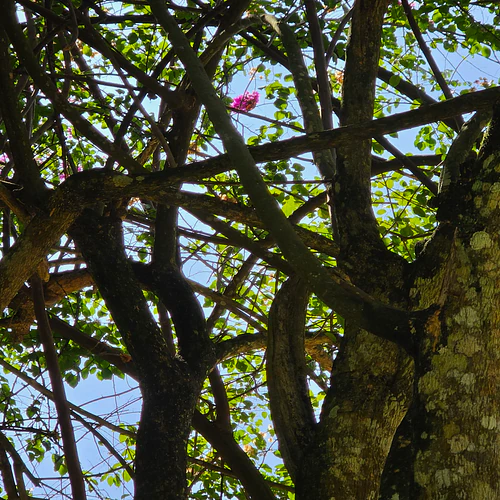 Green in habitat