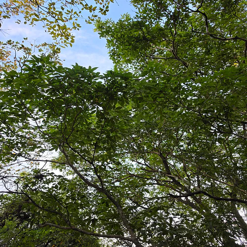 Reaching the skies