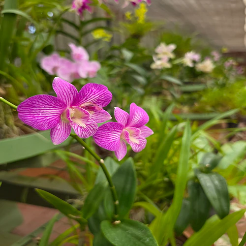 The petal whispers