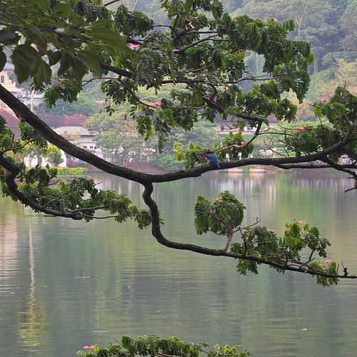 Serene Lakeside View