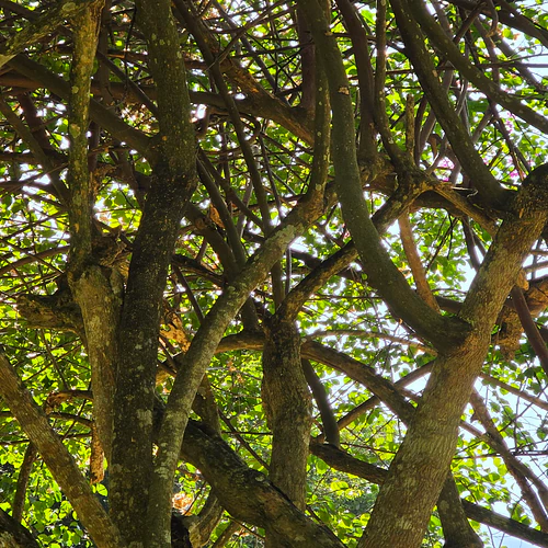 Green in habitat