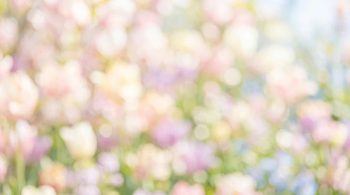 Blooming Flowers Background – Dreamy Blurry Floral Background – Soft Pastel Abstract Botanical Texture