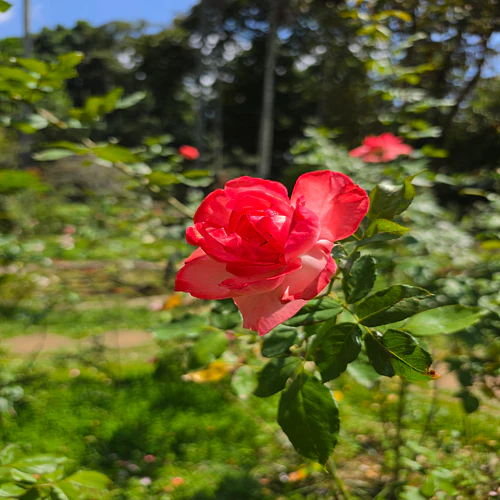 The petal whispers