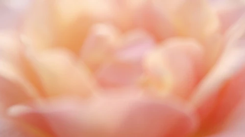 Blooming Flowers Background – Dreamy Blurry Floral Background – Soft Pastel Abstract Botanical Texture