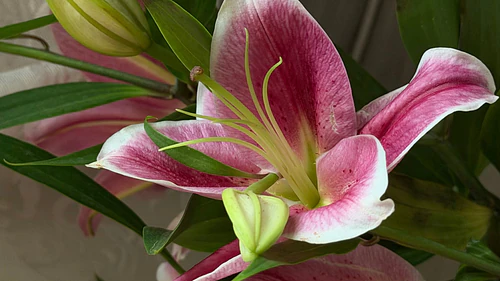 Close-up a beautiful pink lily flower