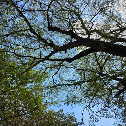 Reaching the skies